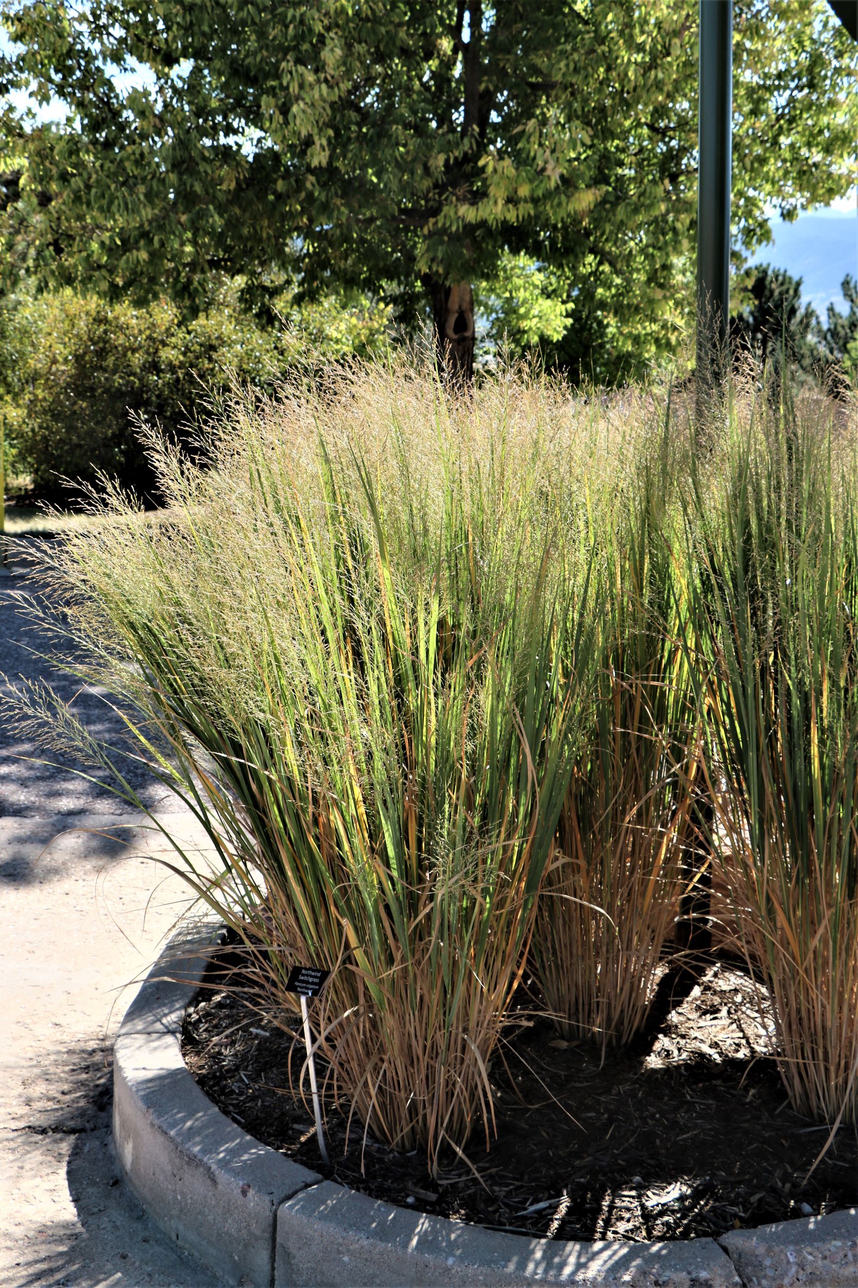 Northwind Switchgrass